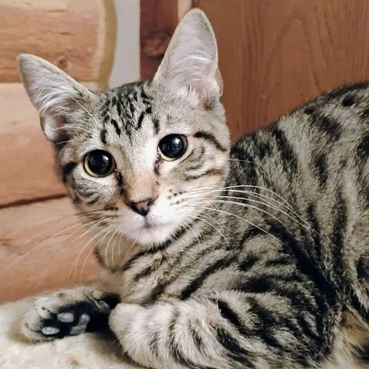 Mr Bennet - Ac Kitty - Domestic Short Hair