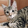 Mr. Bennet - AC Kitty!