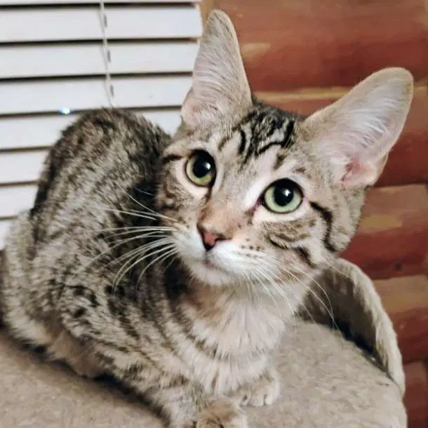 Mr Bingley - Ac Kitty - Domestic Short Hair