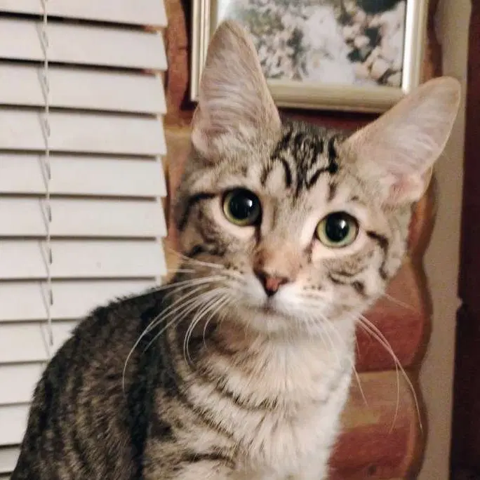 Mr Bingley - Ac Kitty image 2