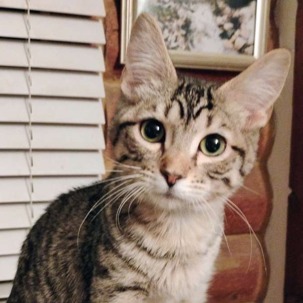 Mr. Bingley - AC Kitty!