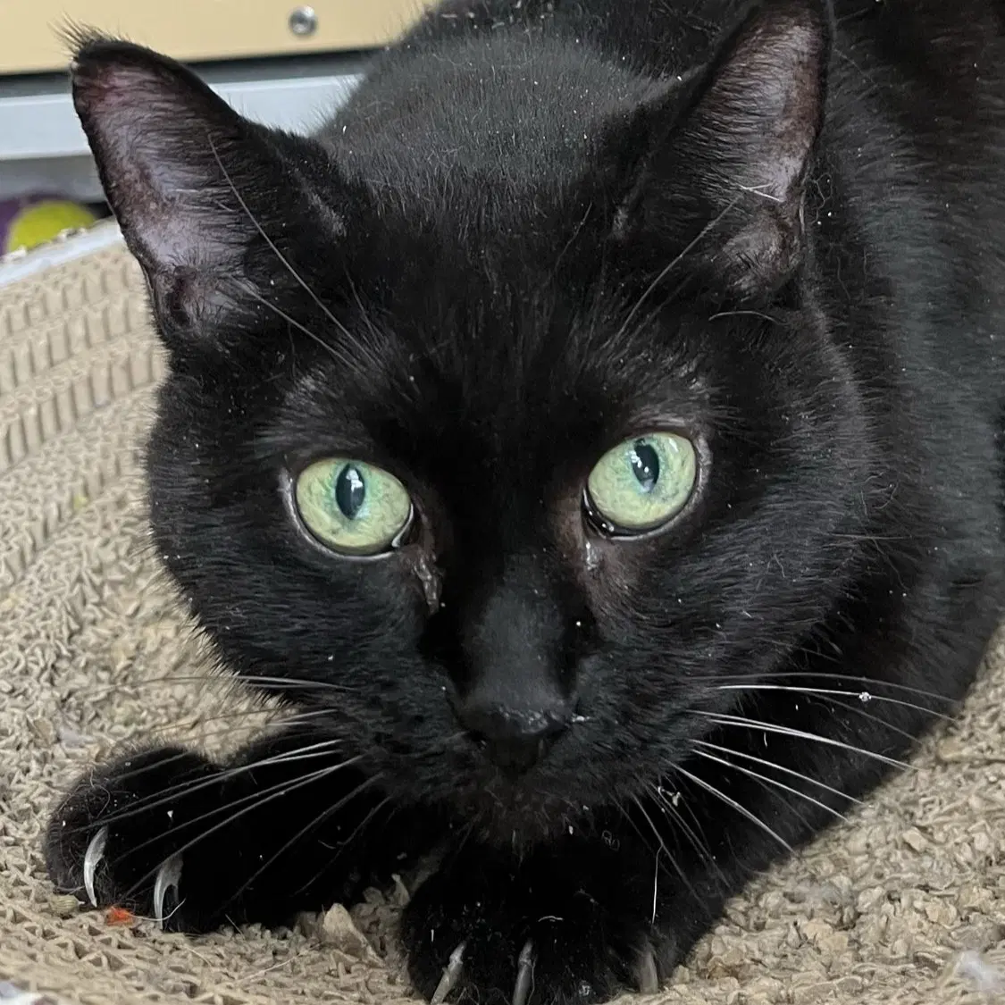 Princess - Ac Kitty - Domestic Short Hair