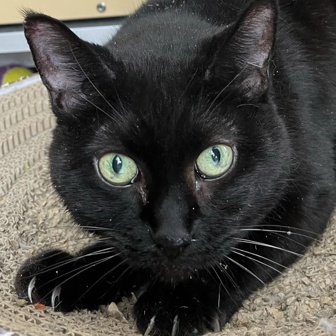 Princess - Ac Kitty