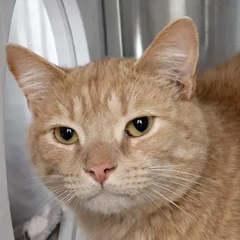 Patrick - Domestic Short Hair