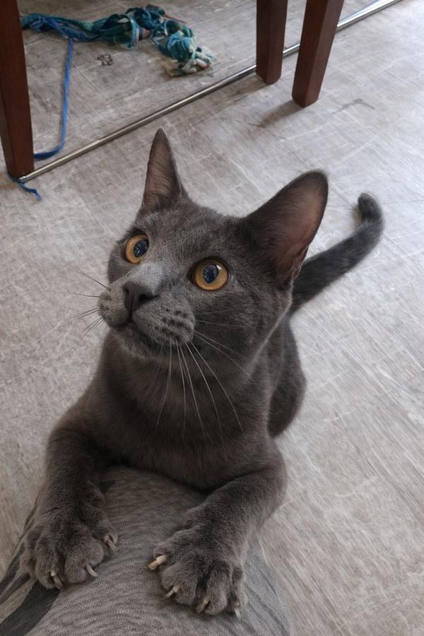Guapo