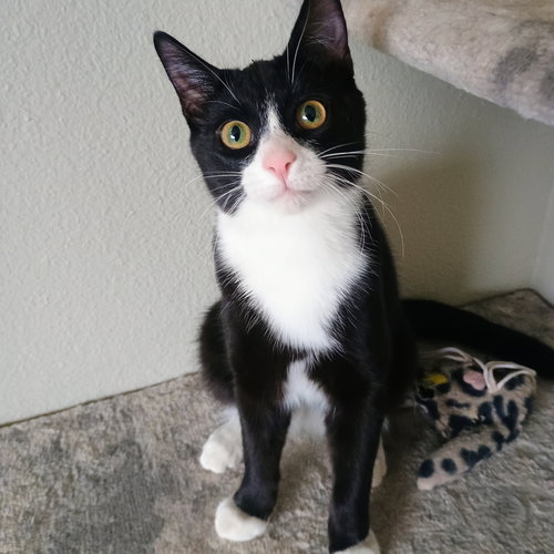 Bonito, an adoptable Domestic Short Hair in Laramie, WY