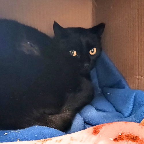 Sharron (Barn Cat), an adoptable Domestic Short Hair in Laramie, WY
