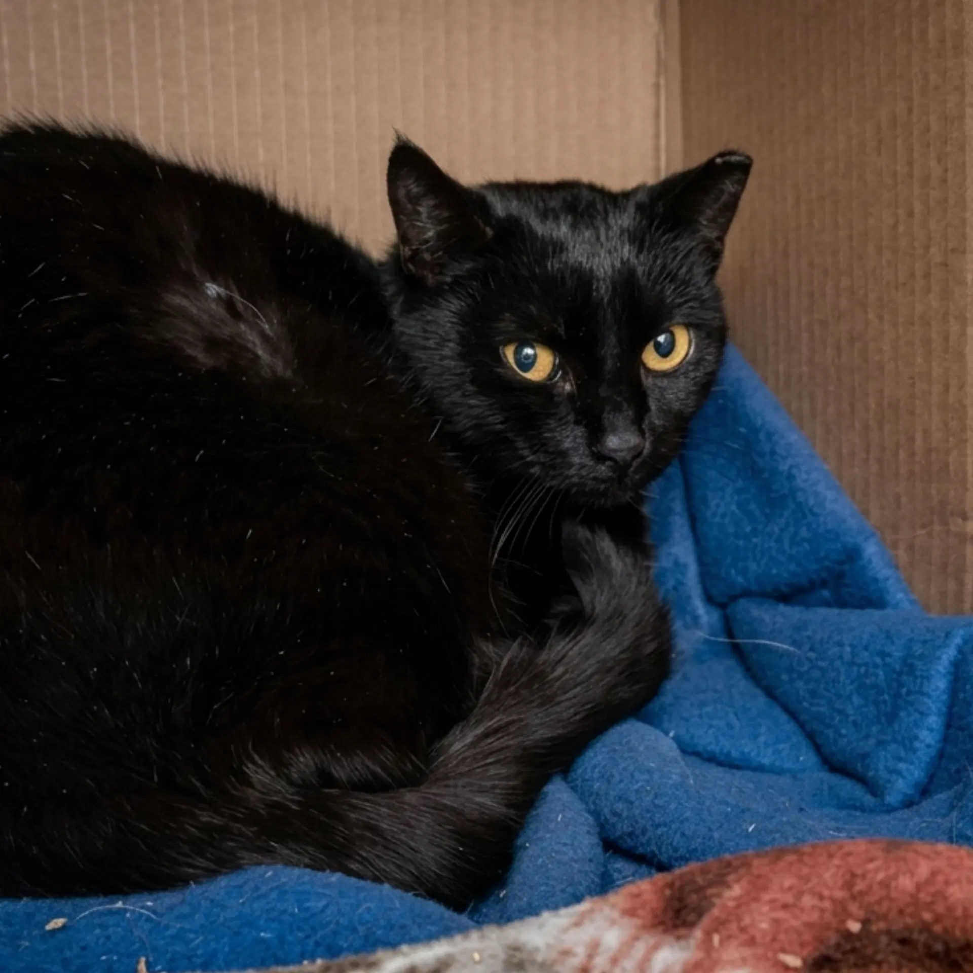 Sharron Barn Cat - Domestic Short Hair
