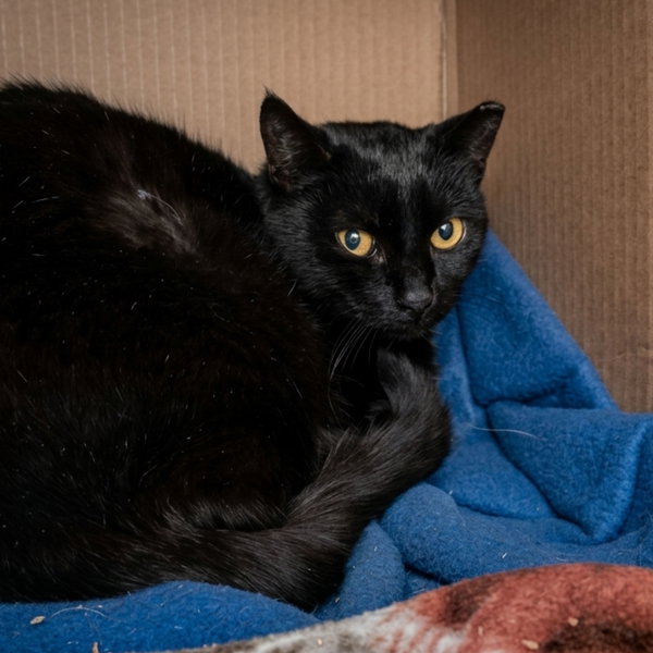 Sharron (Barn Cat)