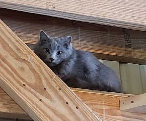 adoptable Cat in Monterey, VA named Barn kitties-no fee!