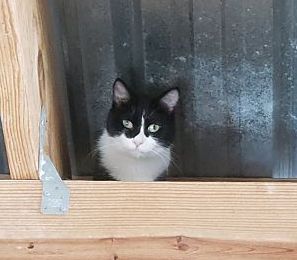 BARN KITTIES-NO FEE! - Domestic Short Hair available for adoption