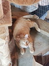 Barn kitties-no fee! - Photo 3