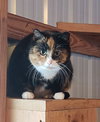 Barn kitties-no fee! - Photo 4