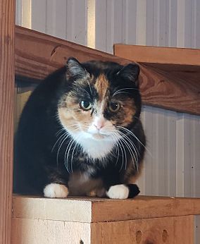 Barn kitties-no fee!