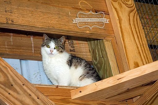adoptable Cat in Monterey, VA named Virtual Sponsors needed!