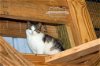 adoptable Cat in monterey, VA named Virtual Sponsors needed!