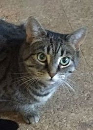 adoptable Cat in Monterey, VA named Delta Dawn Sponsored!