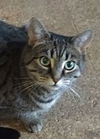 adoptable Cat in Monterey, VA named Delta Dawn Sponsored!