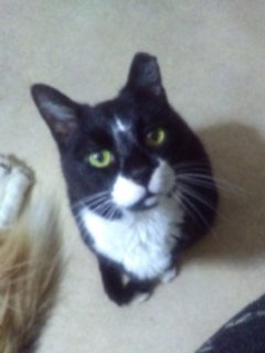 RALPHIE - SPONSORED! - Domestic Short Hair available for adoption