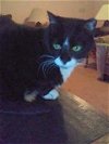 adoptable Cat in monterey, VA named Ralphie - sponsored!