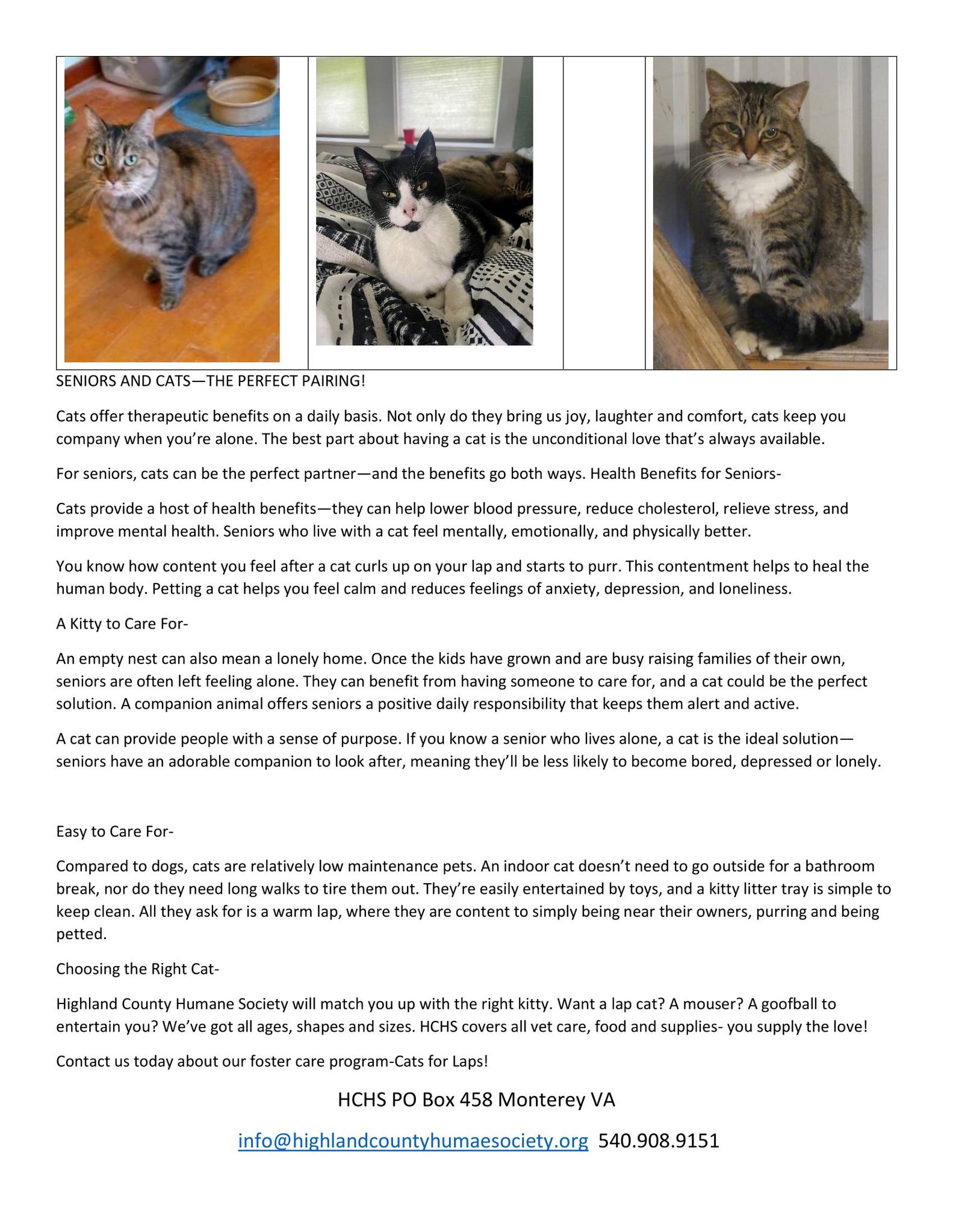 adoptable Cat in Monterey, VA named Seniors for Seniors - no fee