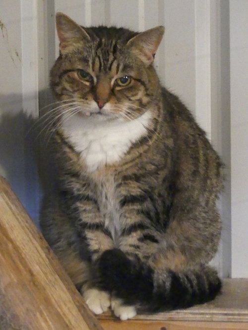 SENIORS FOR SENIORS - NO FEE - Domestic Short Hair available for adoption