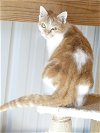 adoptable Cat in , VA named Karma