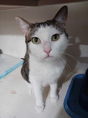 adoptable Cat in Monterey, VA named Lily