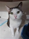 adoptable Cat in , VA named Lily