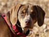 adoptable Dog in monterey, VA named Reese