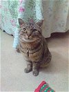 adoptable Cat in monterey, VA named Sybil