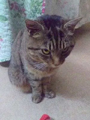 Sybil - Sponsored image 4