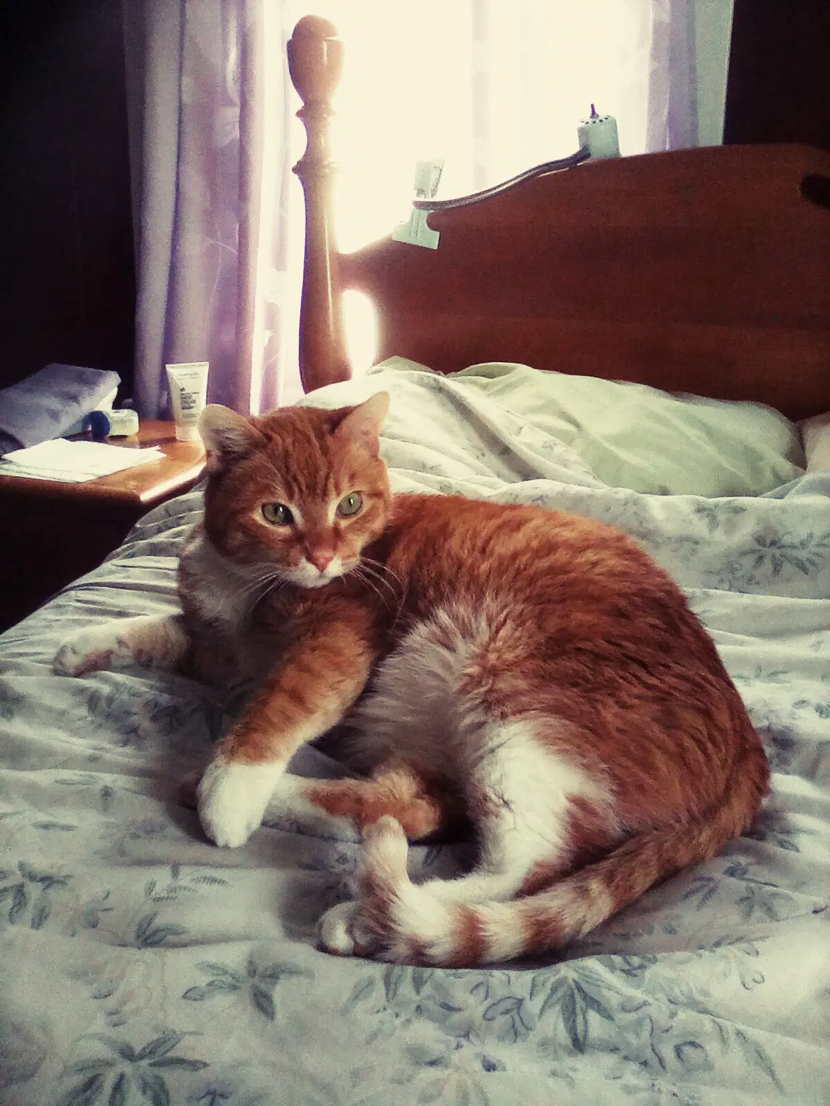 Rocky - Sponsored - Domestic Short Hair