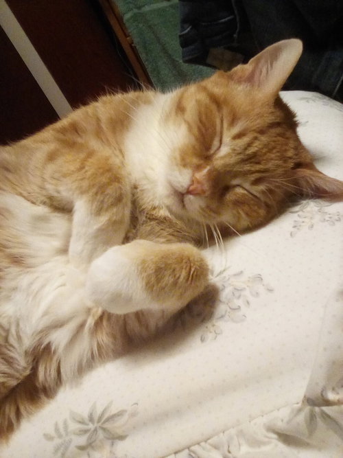 ROCKY - SPONSORED! - Domestic Short Hair available for adoption