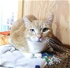 adoptable Cat in monterey, VA named Rocky