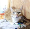 adoptable Cat in Monterey, VA named Rocky - SPONSORED!