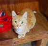adoptable Cat in monterey, VA named Teddy