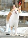 adoptable Cat in monterey, VA named Maurice