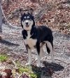 adoptable Dog in , VA named Hope