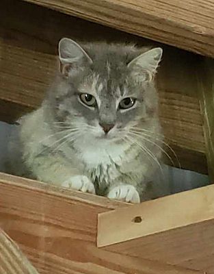 adoptable Cat in Monterey, VA named Rachel