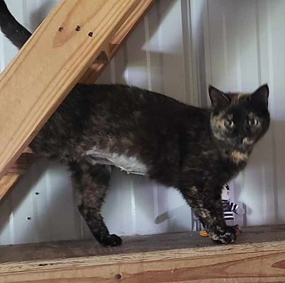 adoptable Cat in Monterey, VA named Monica