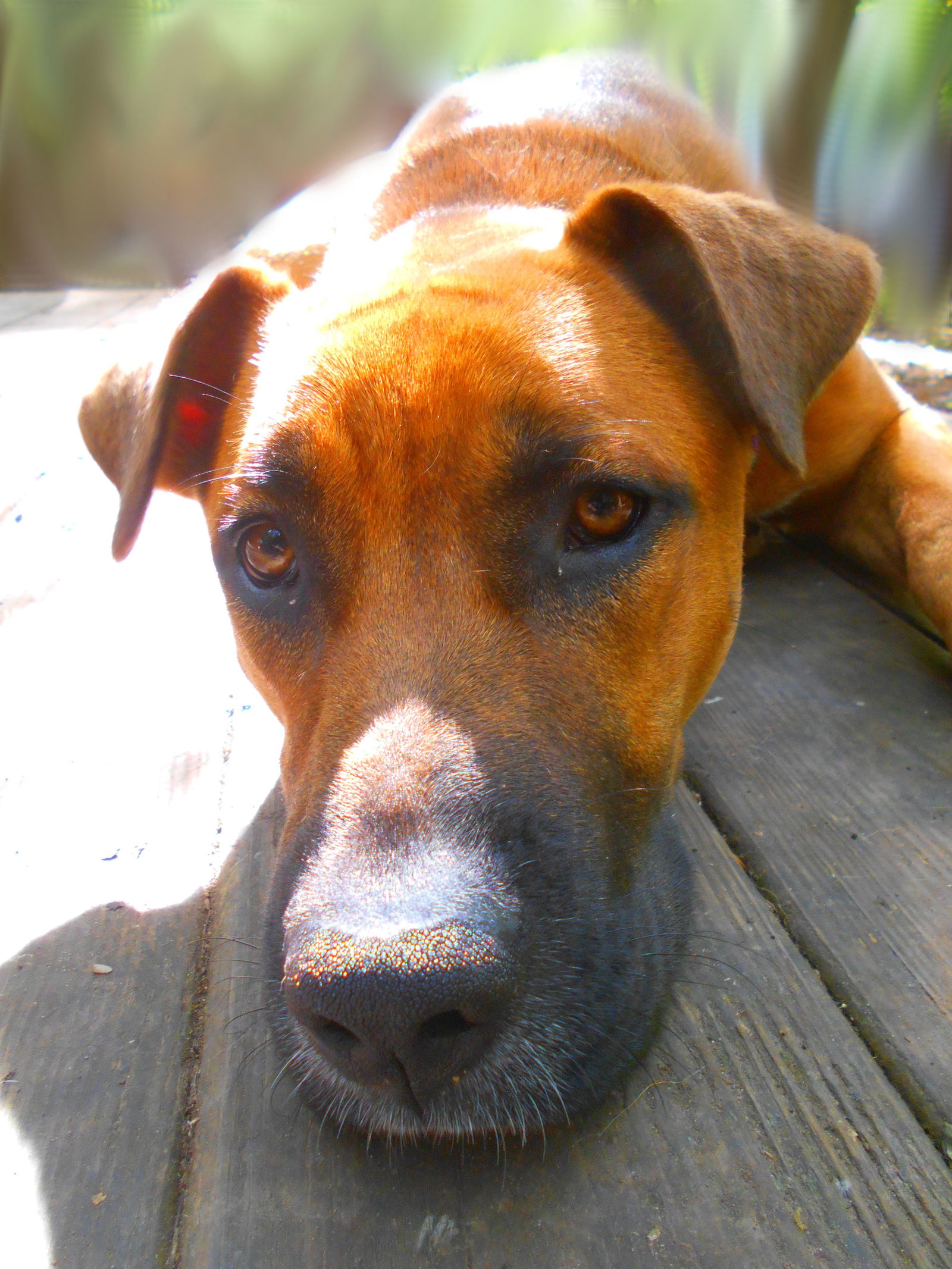 adoptable Dog in Monterey, VA named Buster Brown