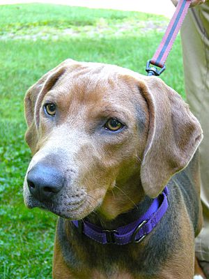 adoptable Dog in Monterey, VA named Evie