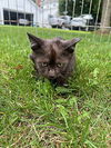 adoptable Cat in , VA named Lucy