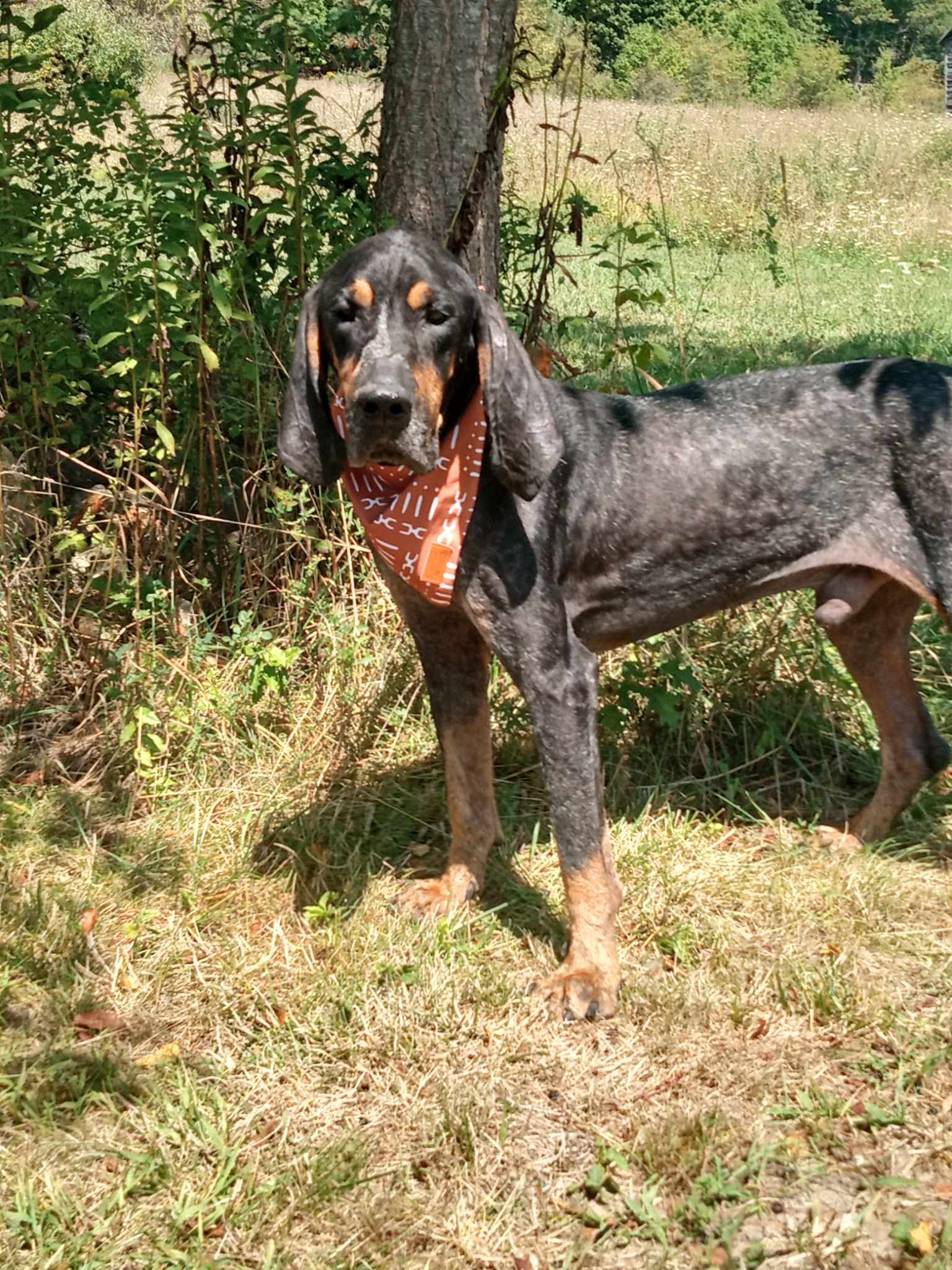 adoptable Dog in Monterey, VA named Yeti