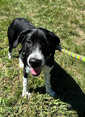 adoptable Dog in Monterey, VA named Ivy