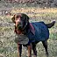 Kimbra - Owner Rehome image 4