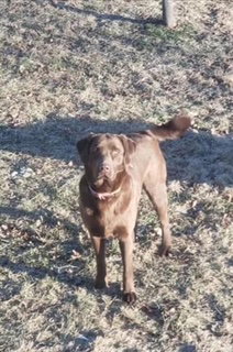Kimbra - owner rehome