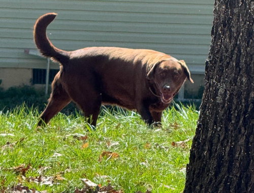picture of the dog needing adoption