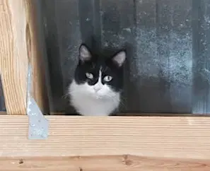 Jade - Sponsored - Domestic Short Hair